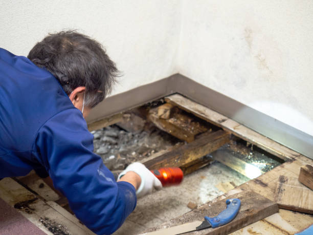 Best HVAC Mold Remediation in Tonawanda, NY