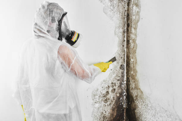 Best Attic Mold Remediation in Tonawanda, NY