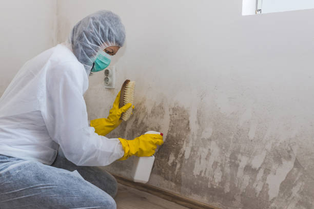 Best DIY Mold Remediation Support Services in Tonawanda, NY