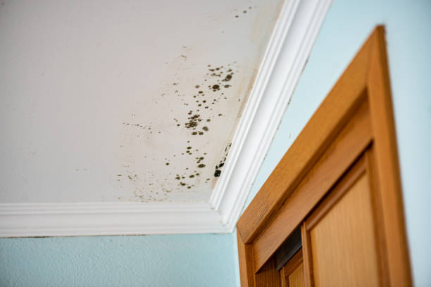 Best Kitchen Mold Remediation in Tonawanda, NY