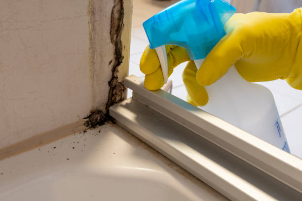 Best Kitchen Mold Remediation in Tonawanda, NY