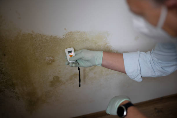 Best Basement Mold Remediation in Tonawanda, NY