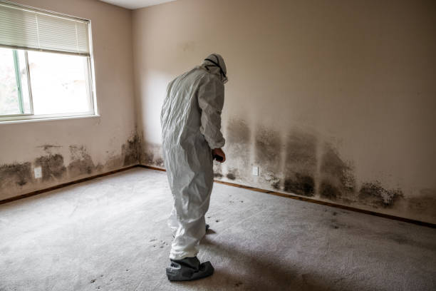 Best Post-Flood Mold Remediation in Tonawanda, NY